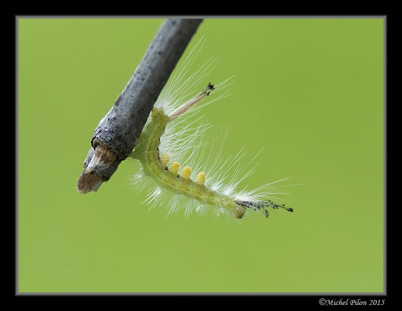 Tag 1 sur beluxphoto.com ChenilleAHouppesJaunes13