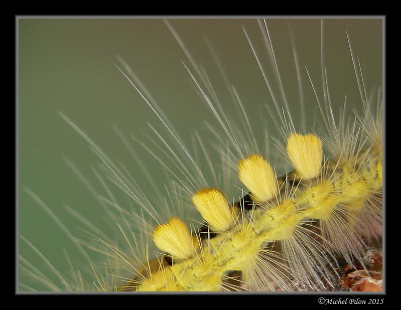 Tag 2 sur beluxphoto.com ChenilleAHouppesJaunes14