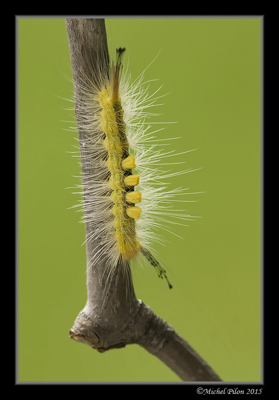 Tag 2 sur beluxphoto.com ChenilleAHouppesJaunes15