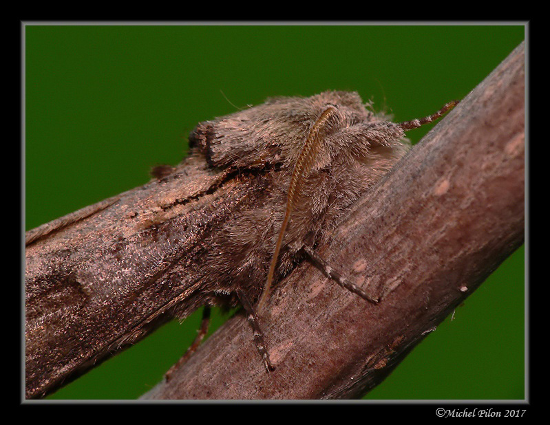 Chenille à tubercule courbe ChenilleATuberculeCourbe2