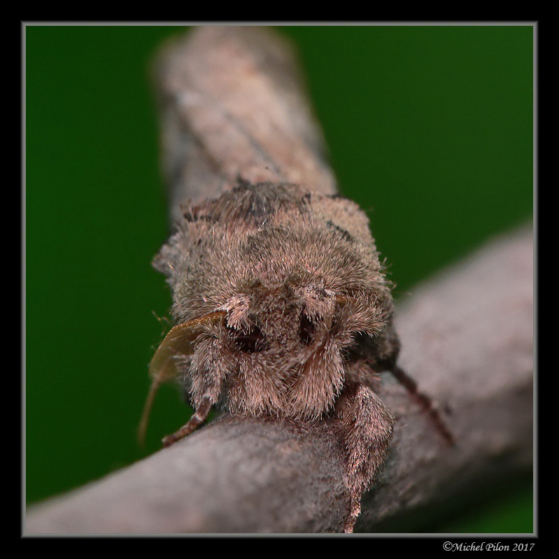 Chenille à tubercule courbé (essayez de le trouver). ChenilleATuberculeCourbe6