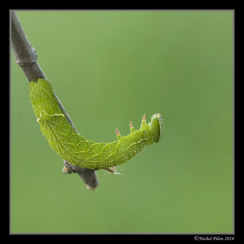 Sphinx aveugle: chenille de 34 jours SphinxAveugle52