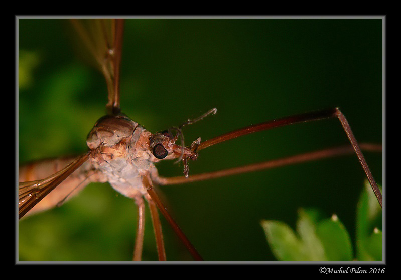 Tipula paludosa TipulaPaludosa2