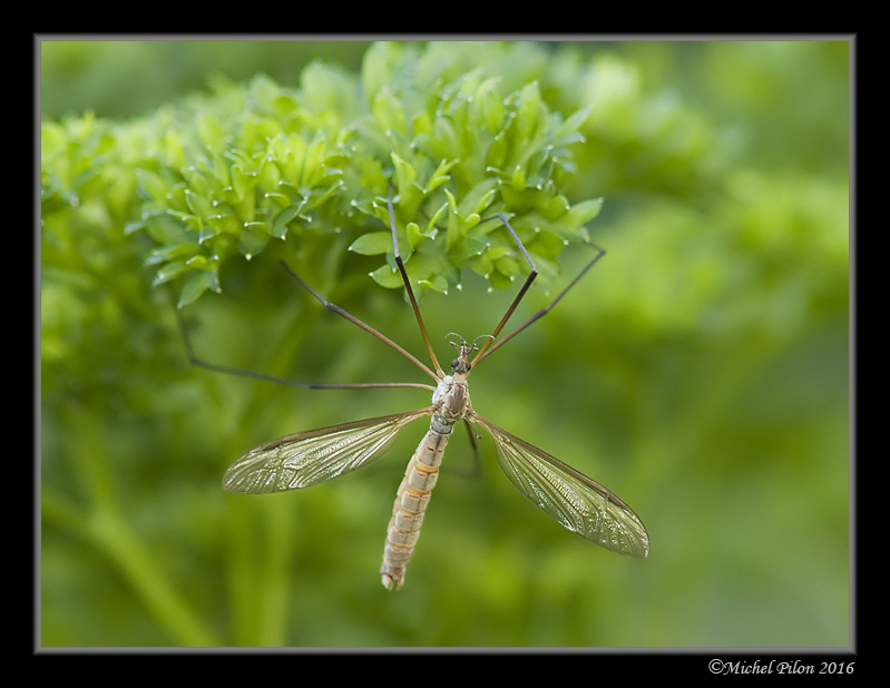 Tipula paludosa TipulaPaludosa9