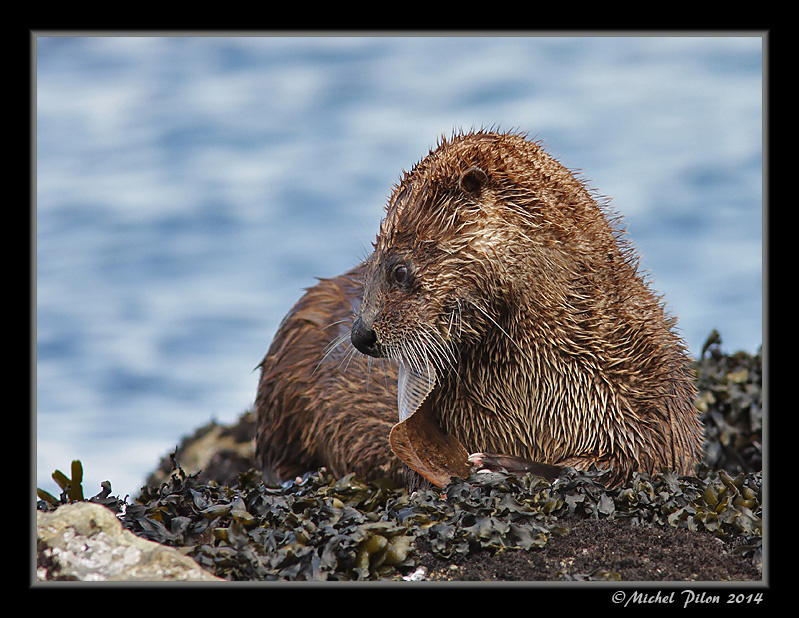 Plans serrés sur une Loutre ;) LoutreDeRiviere27