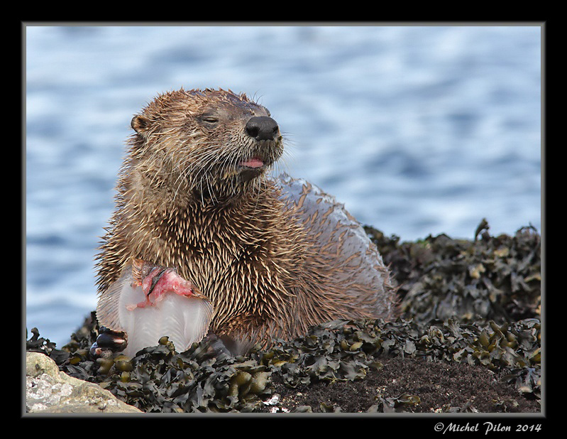 Loutre de rivière: le snack LoutreDeRiviere33