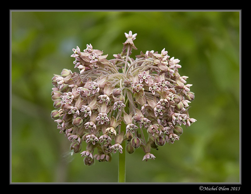 La plante du Monarque AsclepiadeCommune1