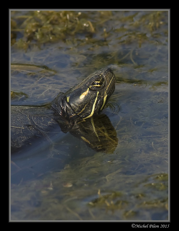 Le clin d'oeil de la Tortue TortuePeinte2