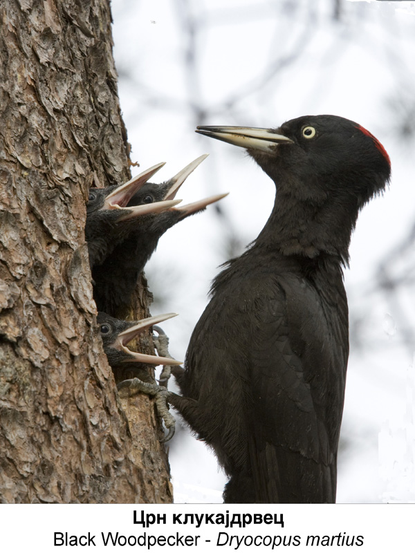 Природа - Page 2 Crn_klukajdrvec___Black_Woodpecker___Dryocopus_martius