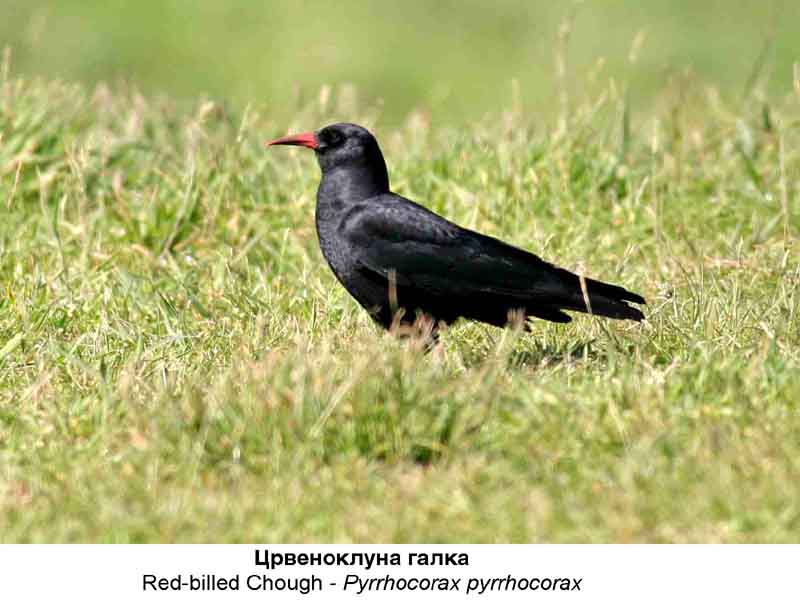 Природа - Page 2 Crvenokluna_galka___Red_billed_Chough___Pyrrhocorax_pyrrhocorax