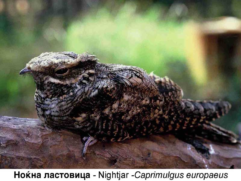 Природа - Page 2 Nokna_lastovica___Caprimulgus_europaeus