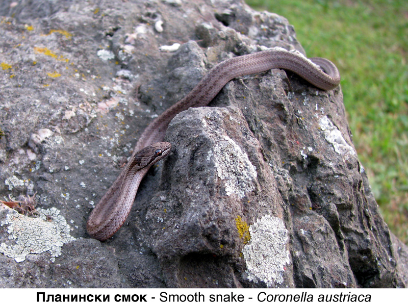 Природа - Page 2 Planinski_smok___Smooth_snake___Coronella_austriaca