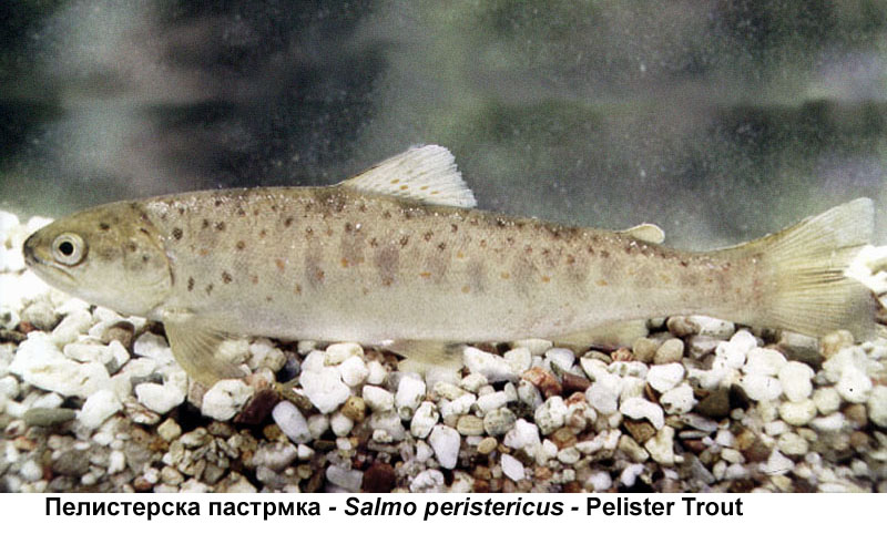 Природа - Page 2 Salmo_Peristericus_1_copy