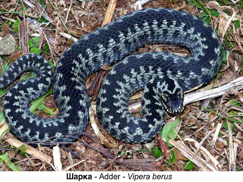 Природа - Page 2 Sarka___Adder___Vipera_berus