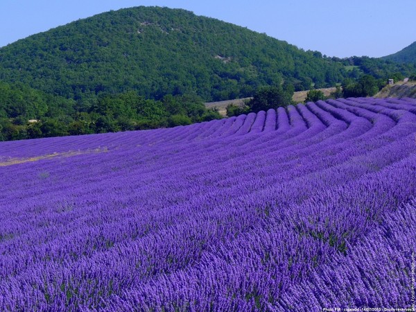 Le Plateau des lavandes fleur F7fa9a82