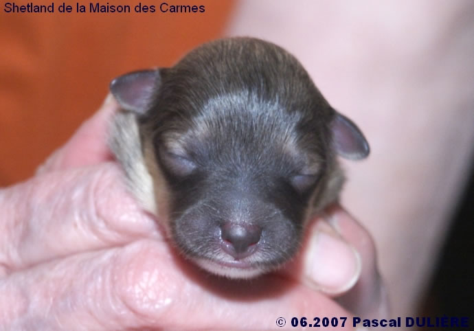 Bébés de VIP et AWAKE GOLD 2007_06_14%20Male%20fauve%201%20tete_jpg