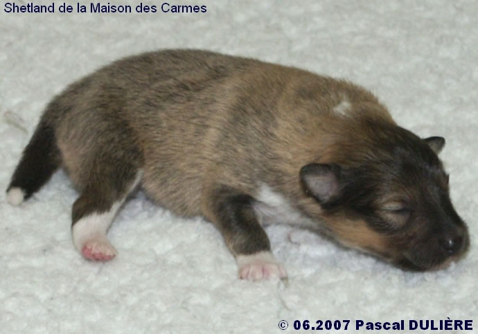 Bébés de VIP et AWAKE GOLD 2007_06_20%20Male%20fauve%202%20cote%20droit_jpg