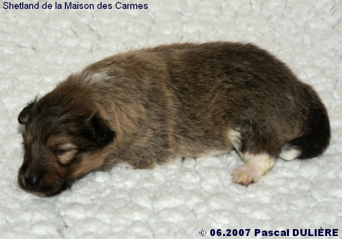 Bébés de VIP et AWAKE GOLD 2007_06_27%20Male%20fauve%202%20cote%20gauche_jpg