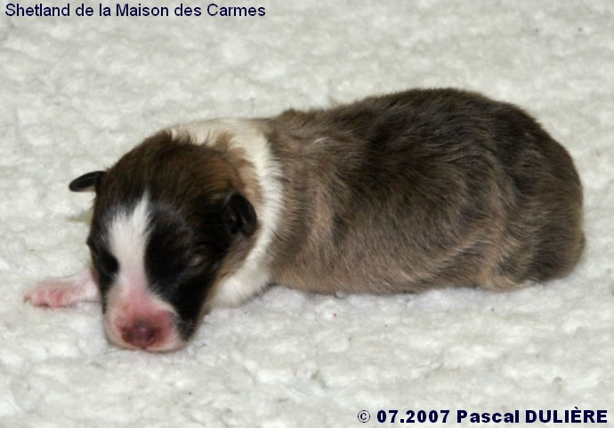 Bébés de BACHELOR GOLD et de TOO MUCH GOLD 2007_07_02%20Male%20fauve%202%20cote%20gauche_jpg