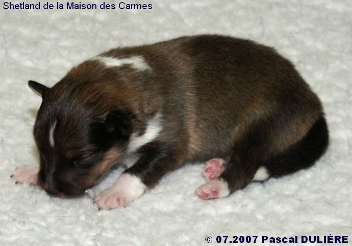 Bébés de BACHELOR GOLD et de TOO MUCH GOLD 2007_07_08%20Male%20fauve%201%20cote%20gauche_jpg