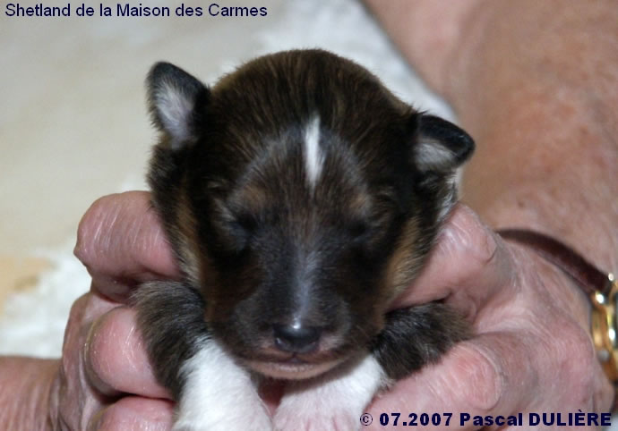 Bébés de BACHELOR GOLD et de TOO MUCH GOLD 2007_07_08%20Male%20fauve%201%20tete_jpg