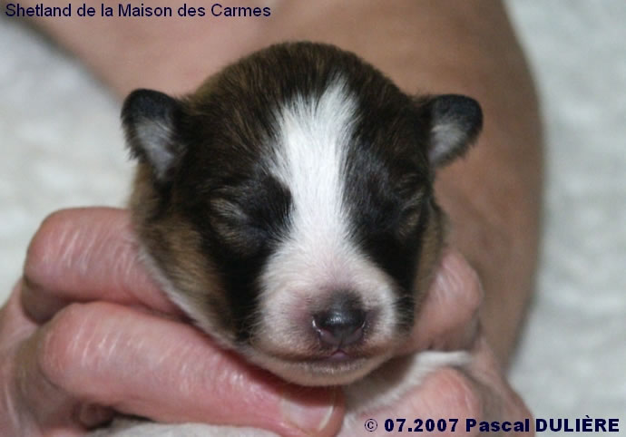 Bébés de BACHELOR GOLD et de TOO MUCH GOLD 2007_07_08%20Male%20fauve%202%20tete_jpg