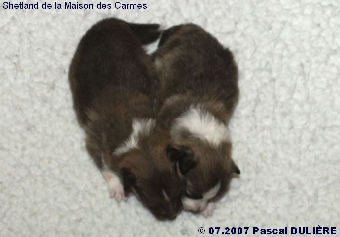 Bébés de BACHELOR GOLD et de TOO MUCH GOLD 2007_07_15%20Voici%20les%20males_jpg