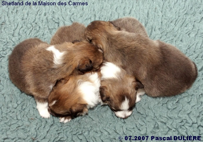 Bébés de BACHELOR GOLD et de TOO MUCH GOLD 2007_07_22%20Voici%20la%20portee_jpg