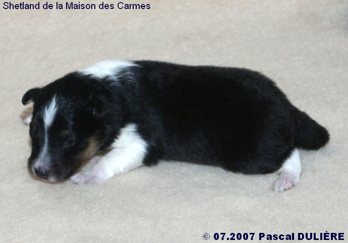 Bébés de BACHELOR GOLD et d'UMBER BLACK 2007_07_04%20Male%20tricolore%202%20cote%20gauche_jpg