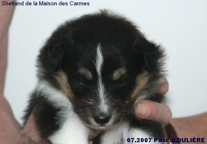 Bébés de BACHELOR GOLD et d'UMBER BLACK - Page 2 2007_07_20%20Femelle%20tricolore%20tete_jpg