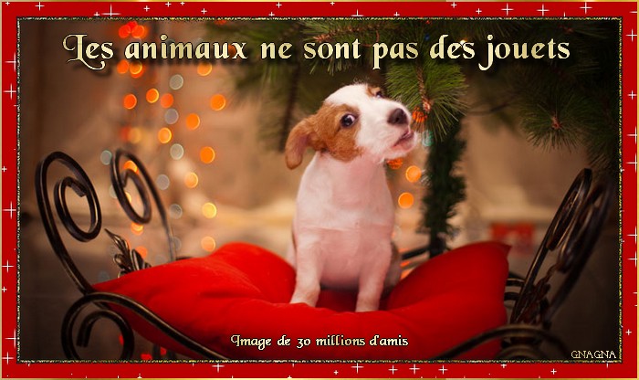 lundi 14 décembre Animal-cadeau-noel-676