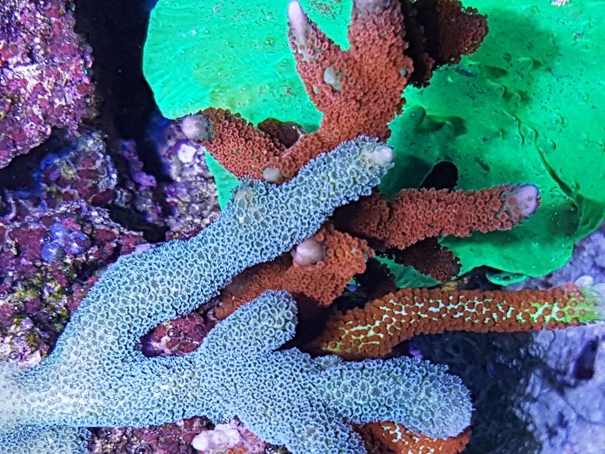 330l de Telepat. - Page 2 Montipora