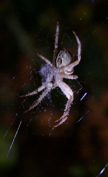 Un nouveau roi est appelé araignée Aregne5