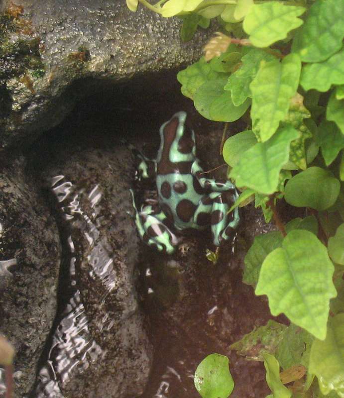 terrarium - Terrarium pour Dendrobates de Patrice_B - Page 6 Auratus_cascade