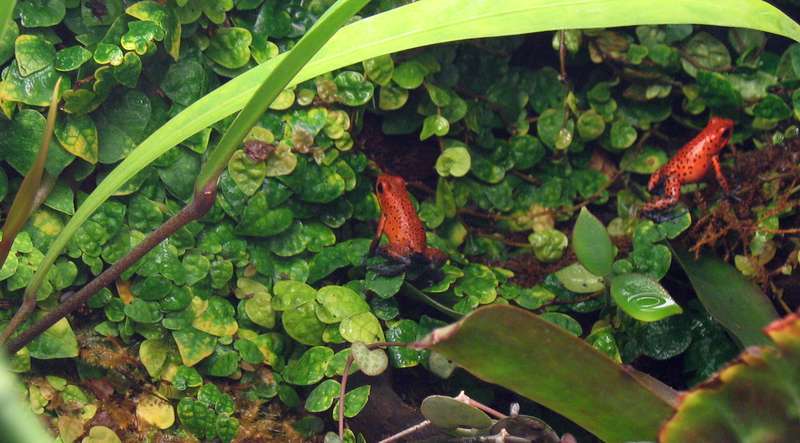 terrarium - Terrarium pour Dendrobates de Patrice_B - Page 6 Pumilio_couple_2