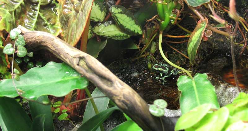 terrarium - Terrarium pour Dendrobates de Patrice_B - Page 6 Auratus_terra_1