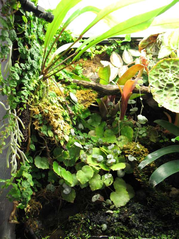 terrarium - Terrarium pour Dendrobates de Patrice_B - Page 6 Terra_fevrier_2012_2