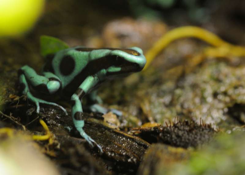 Ma p'tite rainette  - Page 2 Auratus_01