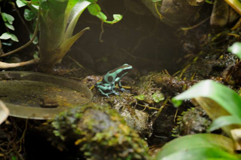 terrarium - Terrarium pour Dendrobates de Patrice_B - Page 6 Auratus_02