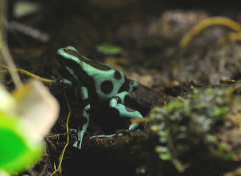 terrarium - Terrarium pour Dendrobates de Patrice_B - Page 6 Auratus_04