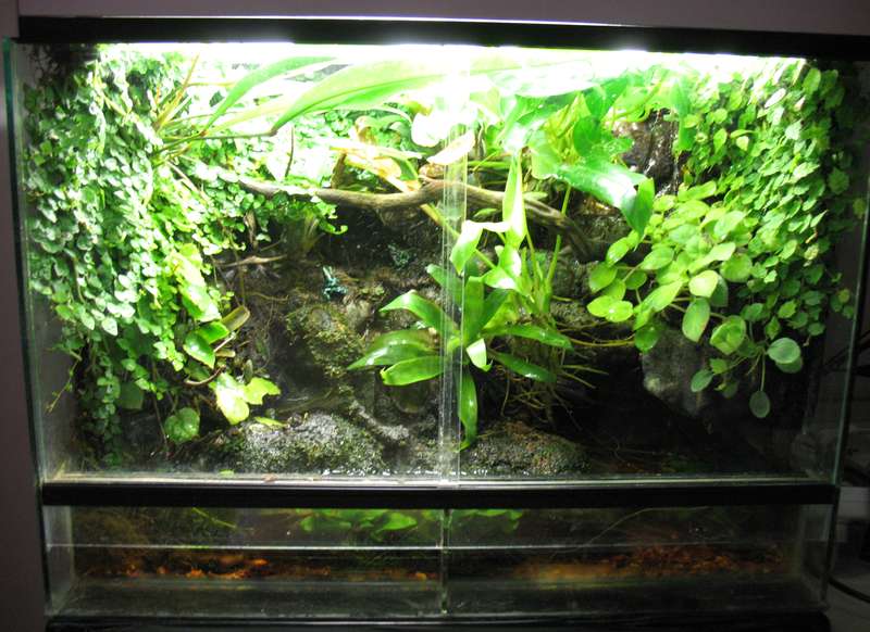 terrarium - Terrarium pour Dendrobates de Patrice_B - Page 6 Terra_01