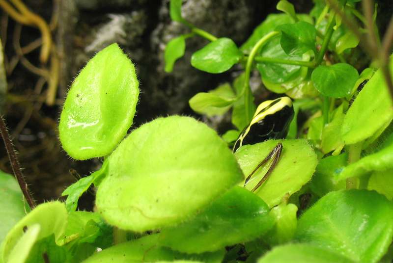 Terrarium pour Dendrobates de Patrice_B - Page 5 T_patricia_4