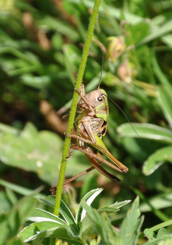 Photos d'insectes Criket_1