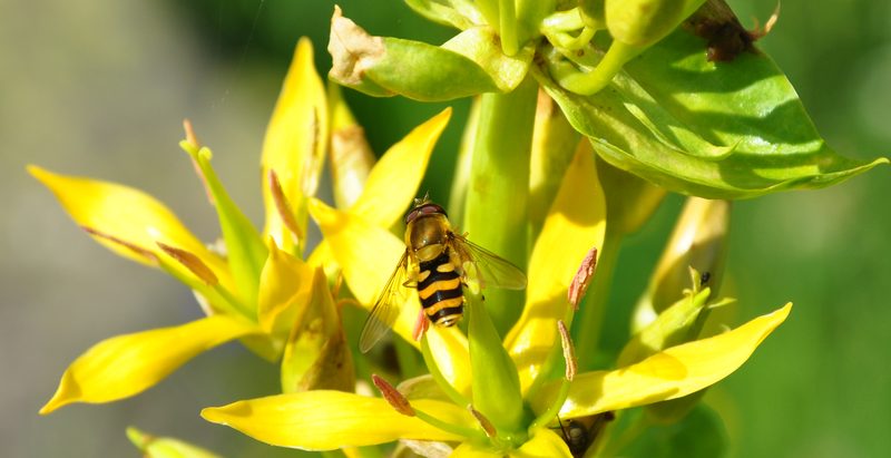 Photos d'insectes Mouche_jaune_1