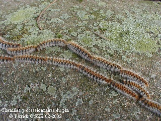 Chenilles processionnaires .... attention Chenille2