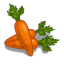 Carottes