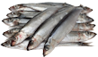 Sardines