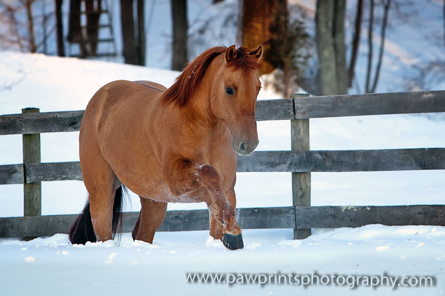 Not a mare you'd like to mess with.... Peanut_walking