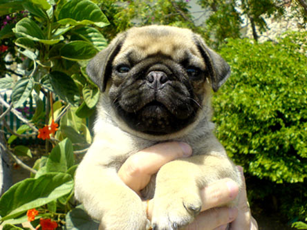 Benamiai gyvnai Pug-pup02