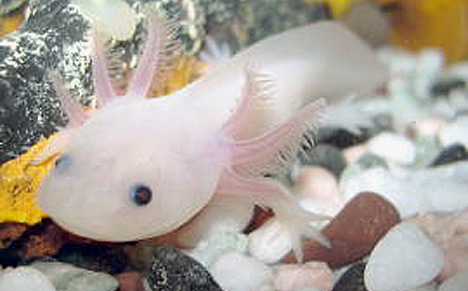 اکسولوت - Axolot - صفحة 2 Albino_axolotls_1sfw